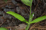 Carolina false vervain